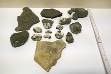 Fossilienfragmente Ammoniten