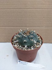 Lop. wil., kakteen sukkulenten Kaktus 