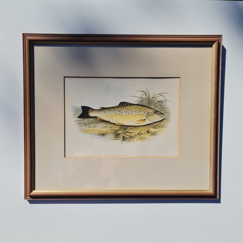 Antike 1879 fisch - 1879,