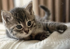 Katze Kätzchen Fleecedecke