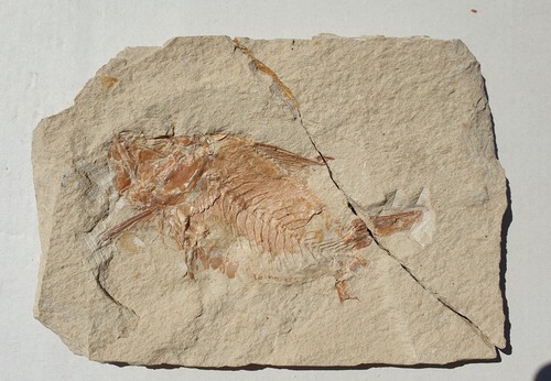 Nematonotus longispinus - ,