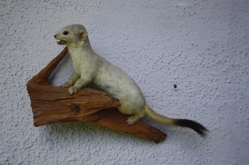 Tierpräparat wiesel - tierpräparat,