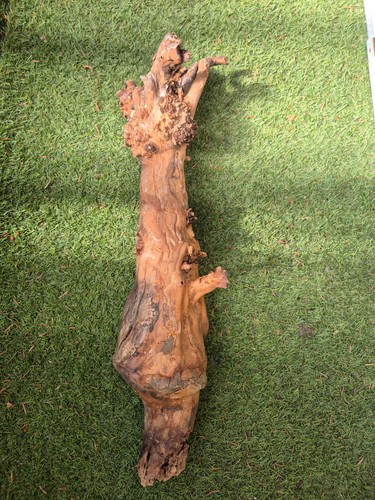 Skulptur wurzel stamm - ,