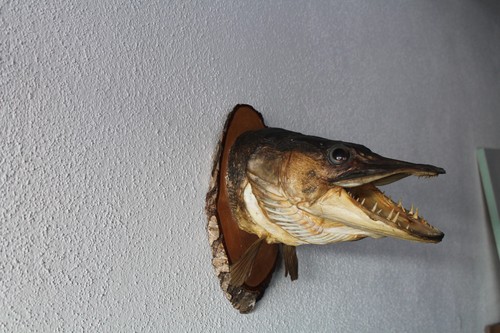 Präparierter hechtkopf hecht - hechtkopf,,