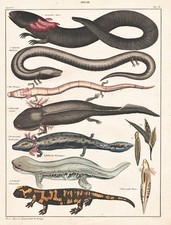 Molch newt feuersalamander - molch,
