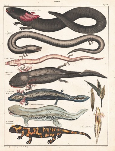 Molch newt feuersalamander - molch,