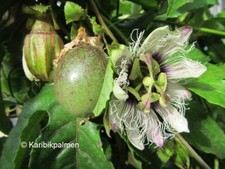 Passiflora edulis - echte Maracuja Frucht -  Pflanze 30-50cm - Passionsblume