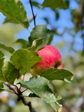 Apfelsaft Streuobstanbau, 100%