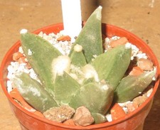 Ariocarpus retusus