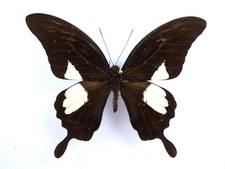 Papilio antonio ssp - .,