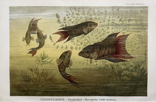 Paradiesfisch grossflosser - paradiesfisch,