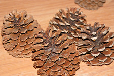 4  Stück Zapfen Pinienzapfen Kiefernzapfen Advent Weihnachten