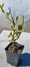 Erlen prebonsai erlenbaum - erlen-prebonsai,,