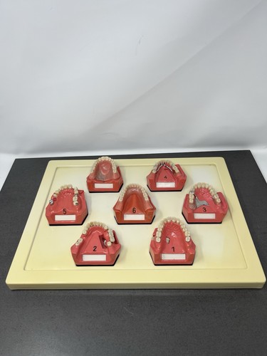 Dent schaumodelle dental - schaumodelle,