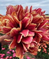 Tulpen Blumenzwiebeln Zwiebeln Blumen Gefüllte Tulpe Callahan 5 St.
