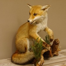 Fuchs Rotfuchs sitzend offenem