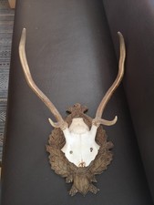 Hirschgeweih auf geschnitzter