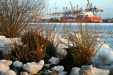 Korbweide Weide Salix viminalis 60-100 cm Strauch im 3 Liter Container