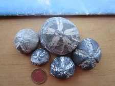 5 schöne versteinerte Seeigel