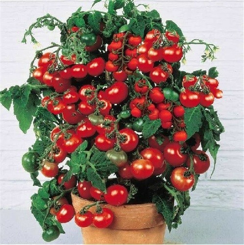 Tomatenpflanzen - ,