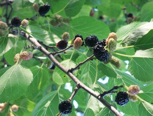 Schwarze maulbeere morus - morus, nigra