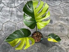 QR 2889ZD Monstera deliciosa lemon lime variegata Rarität Fensterblatt Samen 3