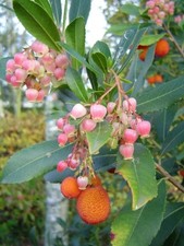 Arbutus unedo 'Roselily' ® /