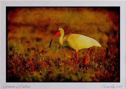 008135 weißes ibis - ibis, aquarell
