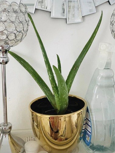 Aloe vera heilpflanze - aloe,