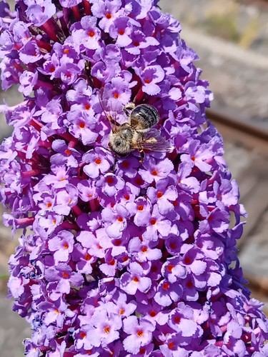 Sommerflieder sommer flieder - sommer,