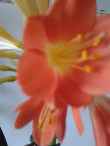 Clivia klivie tolles aussehen - clivia,