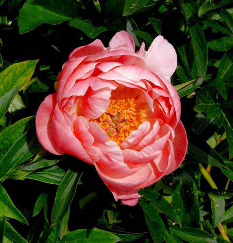 Edel pfingstrose coral charm - coral,