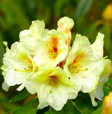 Rhododendron hybride - hybride, "
