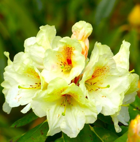 Rhododendron hybride - rhododendron,