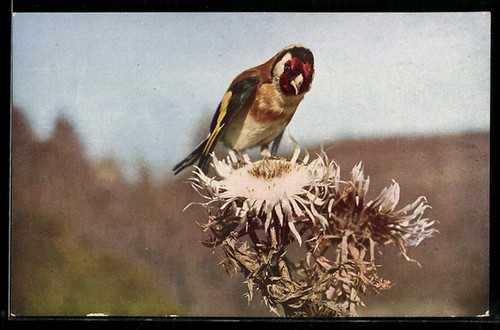 Distelfink auf einer - , distel