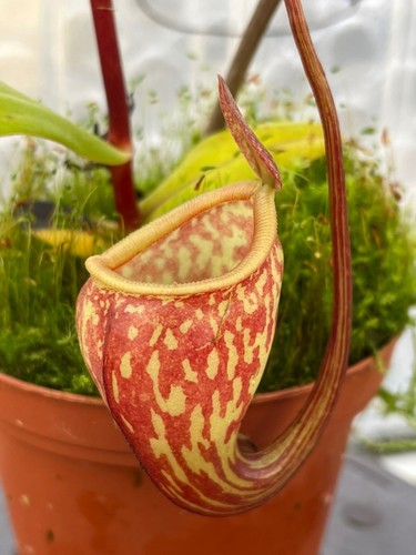 Nepenthes pitopangii speckled - pitopangii, 'speckled