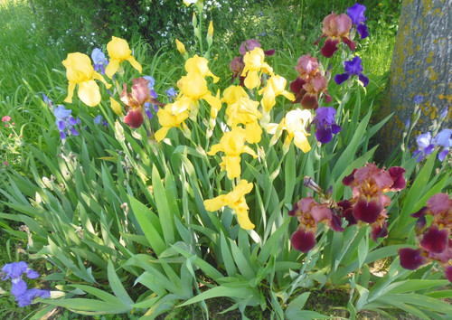 Rhizome schwertlilie - 12,