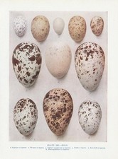 Vogeleier Ziegenmelker Wiedehopf Papageitaucher Tordalk... FARBDRUCK von 1930