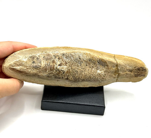 Fossiler fisch rhacolepis - fisch,