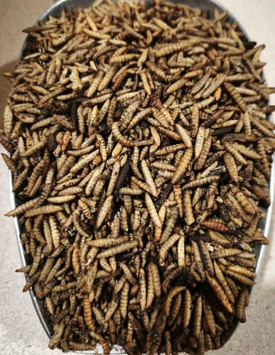 Soldatenfliegenlarven