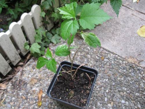 Hibiscus siriacus weiß - ,