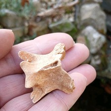 Marokko Fossil Seeschlange