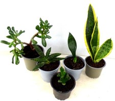 Set 5 Pflanzen  Sukkulenten Mix