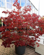 100 Samen Japanischer Ahorn -