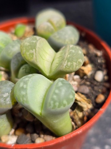 Lithops mix lebende steine - lebende,