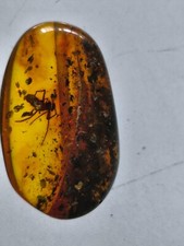 Bernstein  mit  Insekt