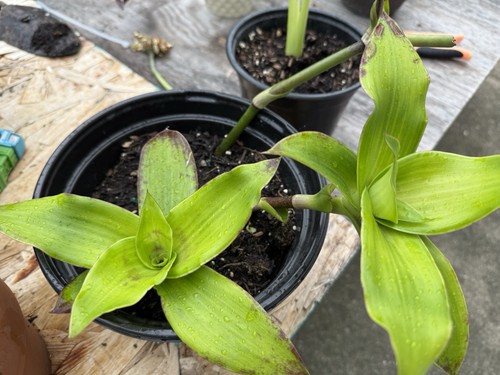 6in - (callisia, fragrans)