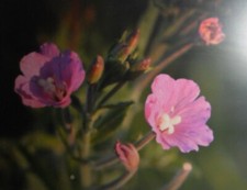 Zottiges Weidenröschen 3