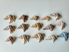 15 x Pelikanfuß Schnecke