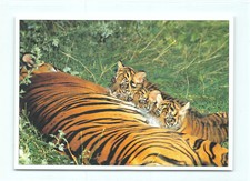 1 AK Tiger mit Jungtier Großkatze Raubkatze Raubtier 40 !!! *